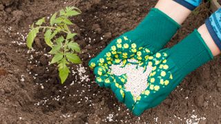 Applying fertilizer to a tomato plant while wearing gloves