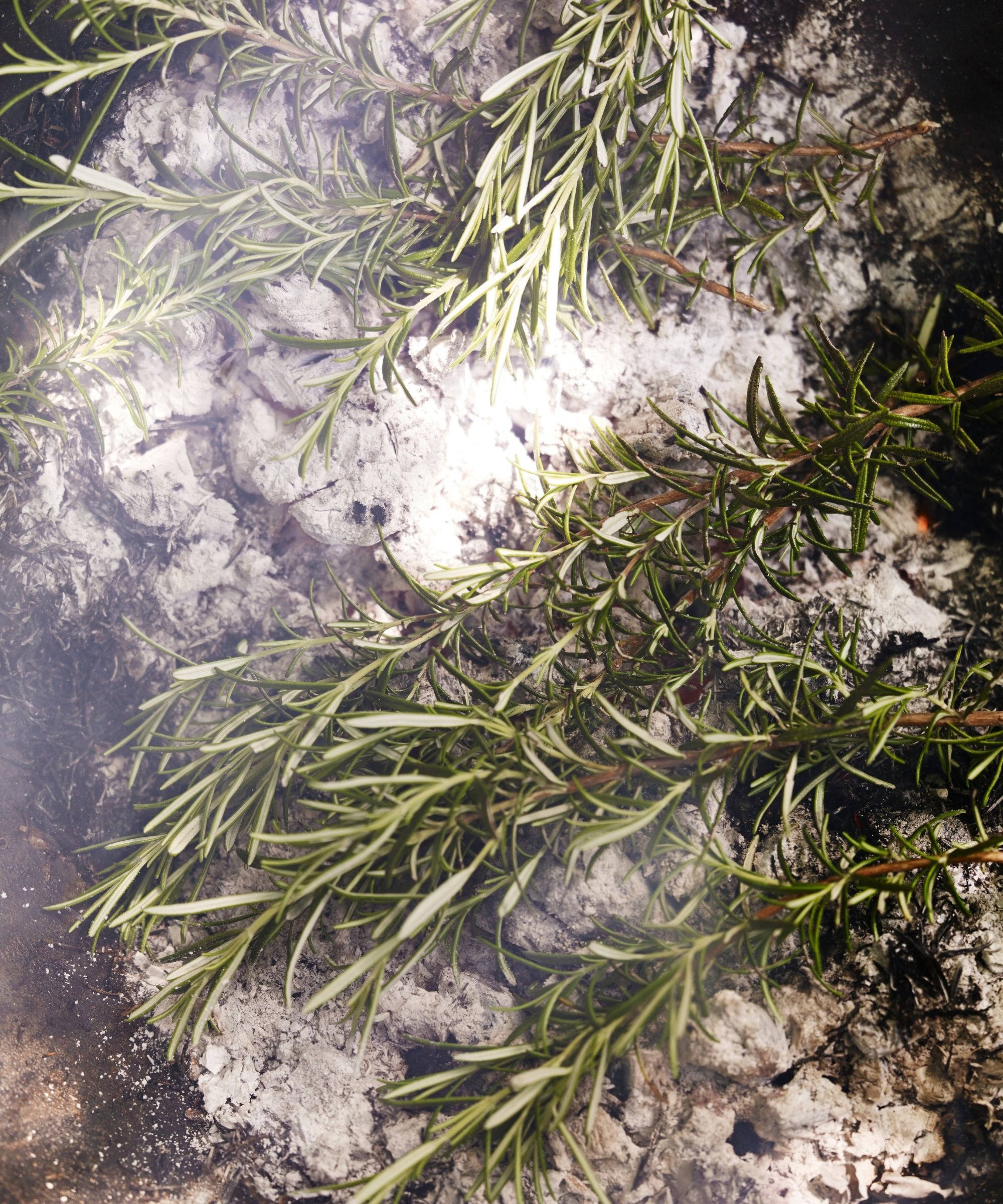 Fresh rosemary plants against a blurred garden ground background