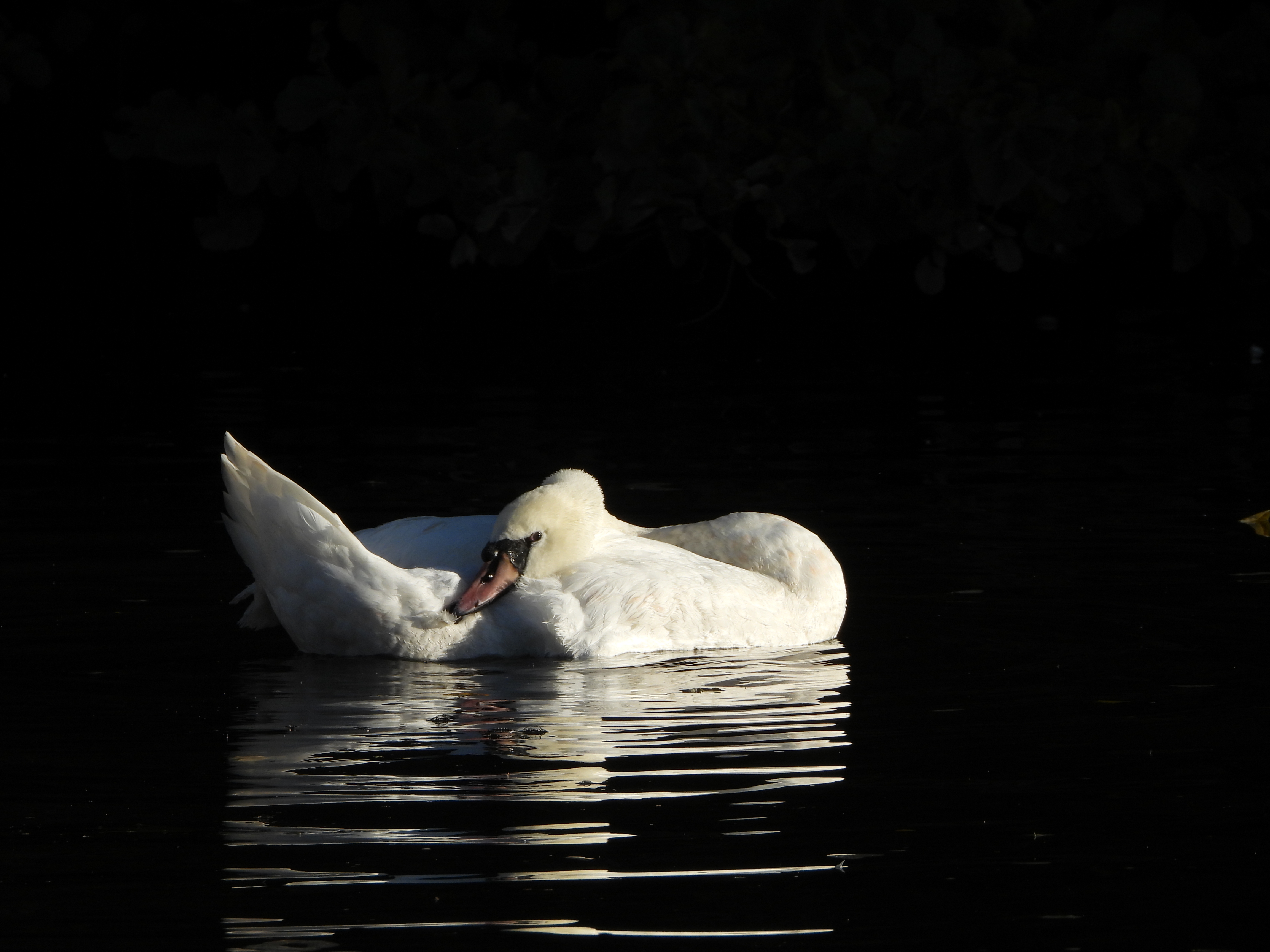A photo taken on a Nikon Coolpix P1100 digital camera