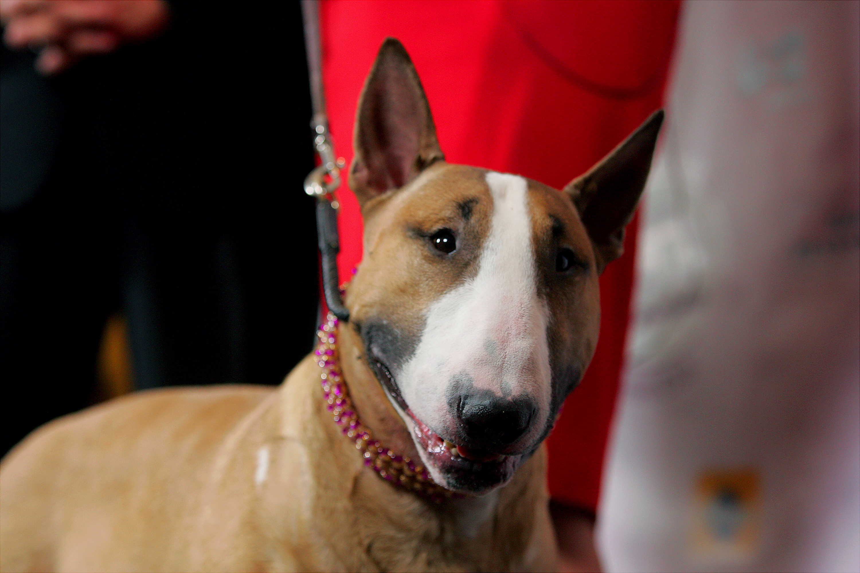A close-up of rufus the tan-and-white Bull Terrier wearing a sparkling pink collar, smiling in front of a red backdrop.