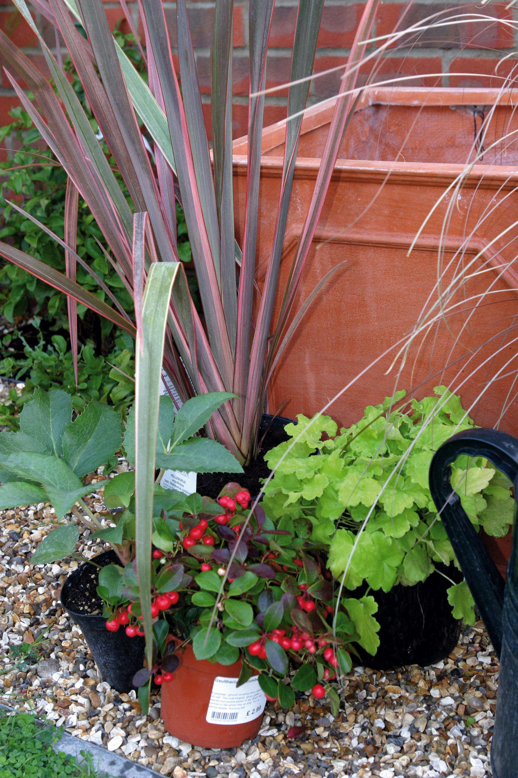 How to plant a winter container follow our stepbystep guide for