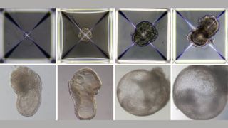 eight photos of sythetic mouse embryos in various stages of development