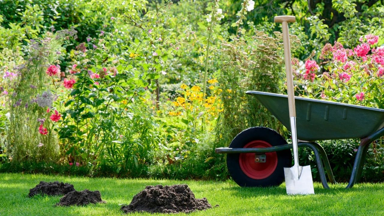 numerous mole hills in garden next to wheelbarrow