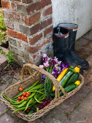 Picked zucchini with beans and sweet peas and tomatoes in a trug