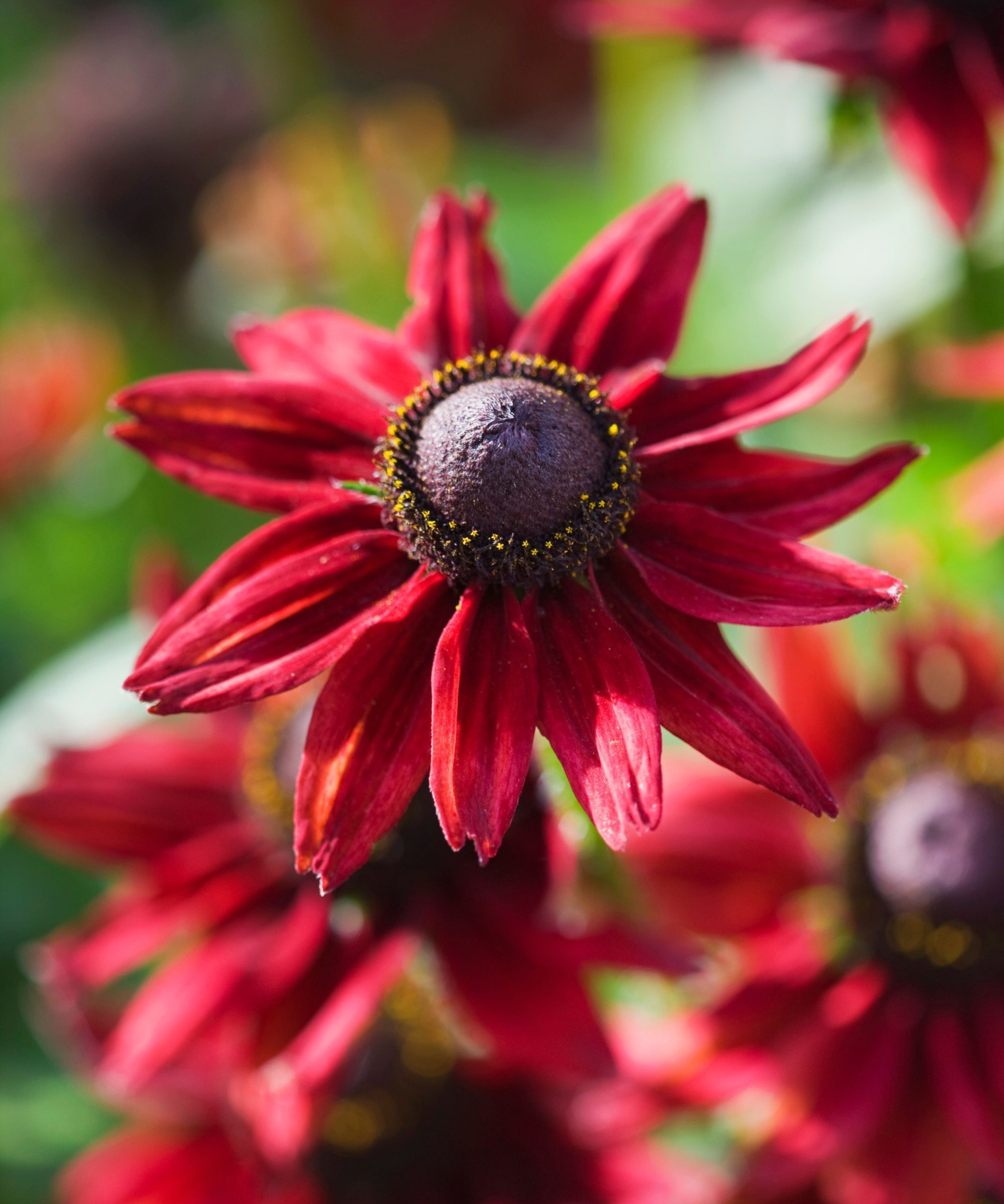 Rudbekia