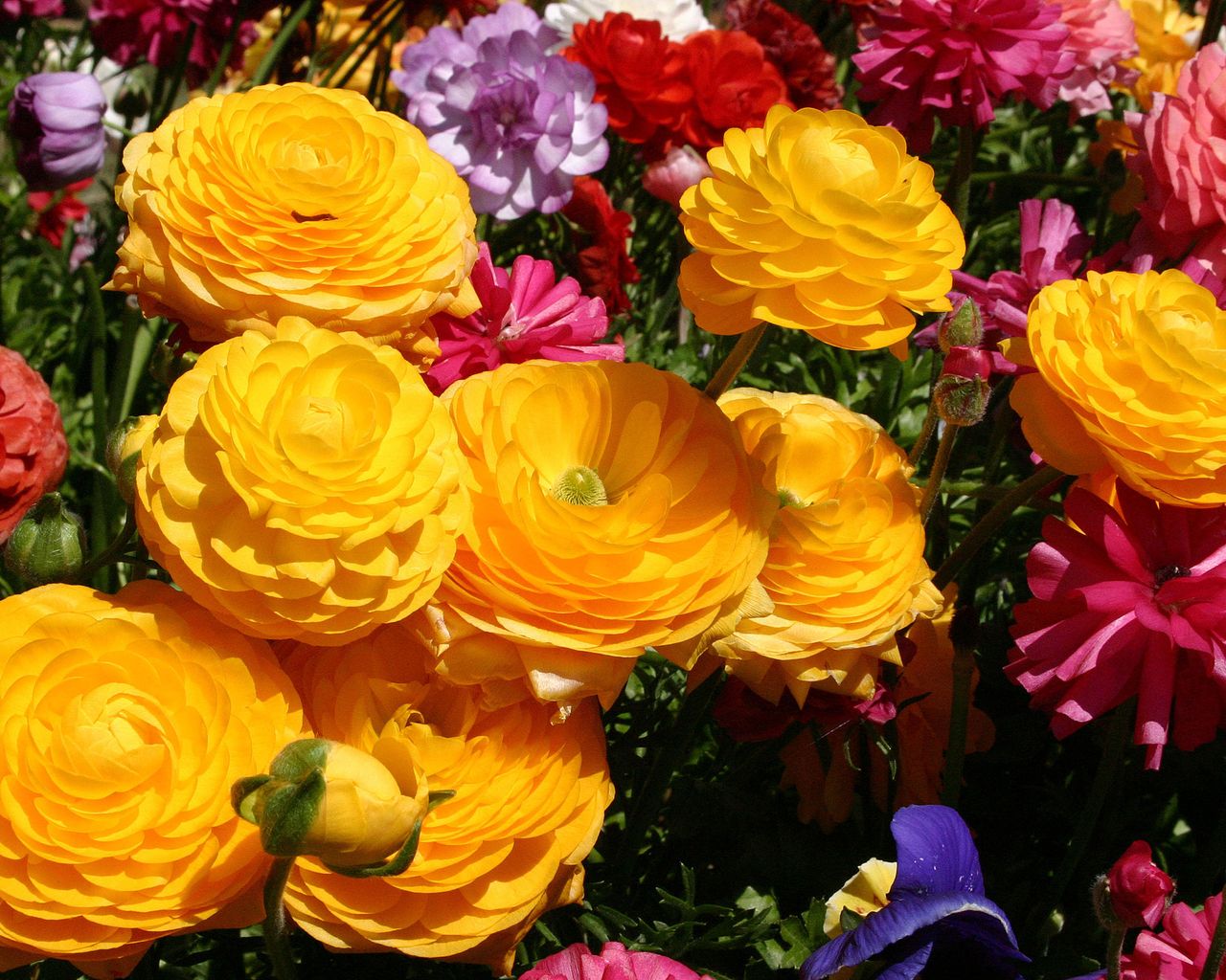 What to plant in September our top 10 flowers to sow and grow this month Gardeningetc