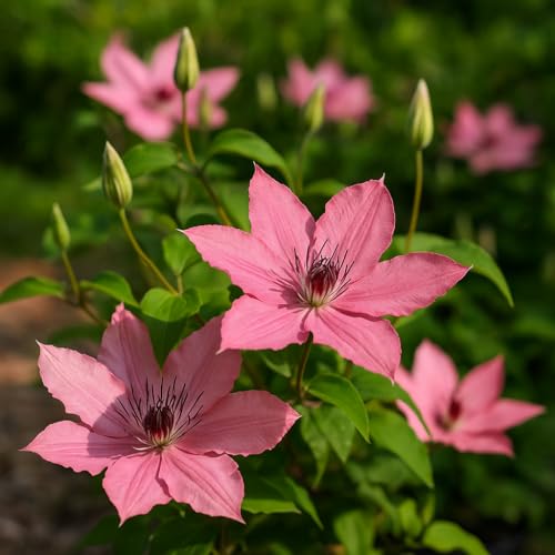 Perennial Farm Clematis Boulevard&amp;reg; Sarah Elizabeth&amp;trade; Hybrid &amp;ndash; Live Flowering Vine in 4 Quart Container, Soft Pink Blooms, Compact Habit, Long Blooming, Perfect for Trellises, Containers &amp;amp; Small Spaces