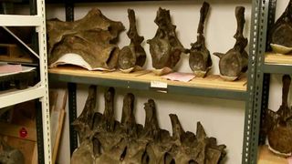 More than 3 million specimens make up the Museum's world-class paleontology collections, and only a small fraction can be displayed at any given time. The rest are stored behind the scenes, where they