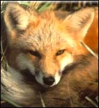 fox2.jpg