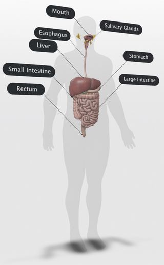 Human Digestive System Google 3d