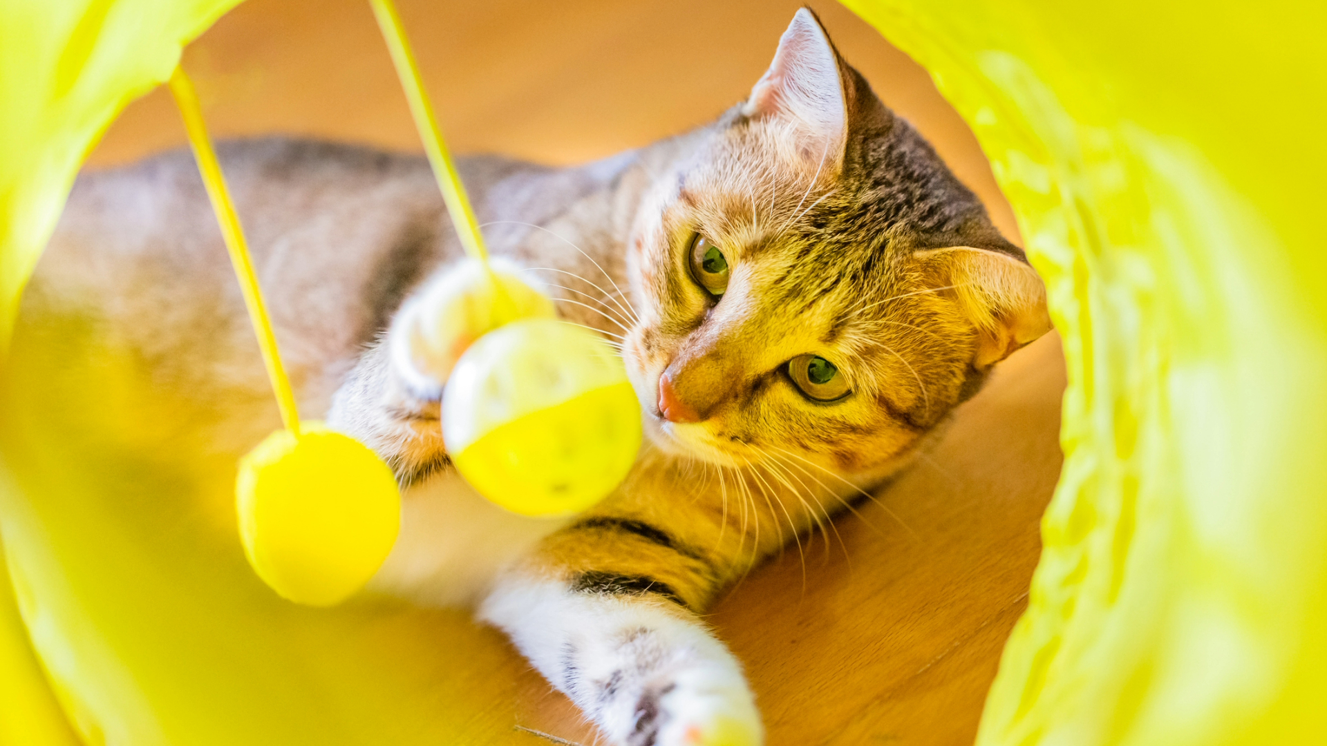 Cat playing in a yellow tunnel toy