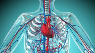An illustration of a human heart 