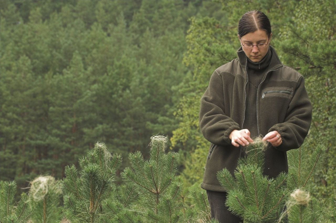 Arborist Evaluating Trees