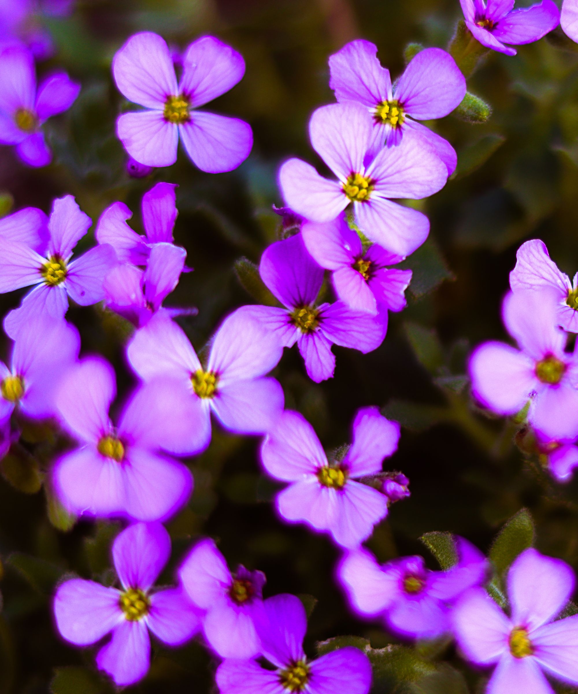 Small purple flowers