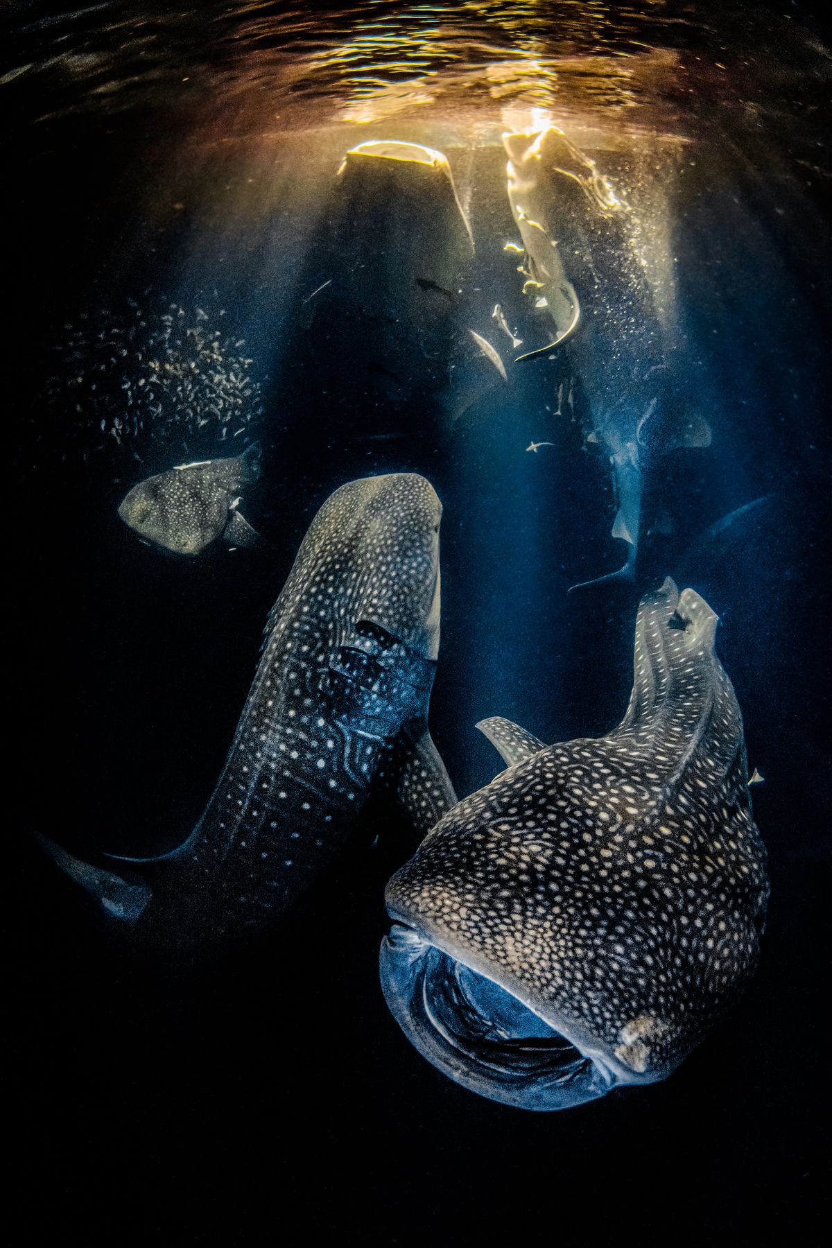 Underwater Photographer of the Year 2022 winning images