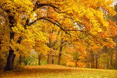 Autumn Leaves