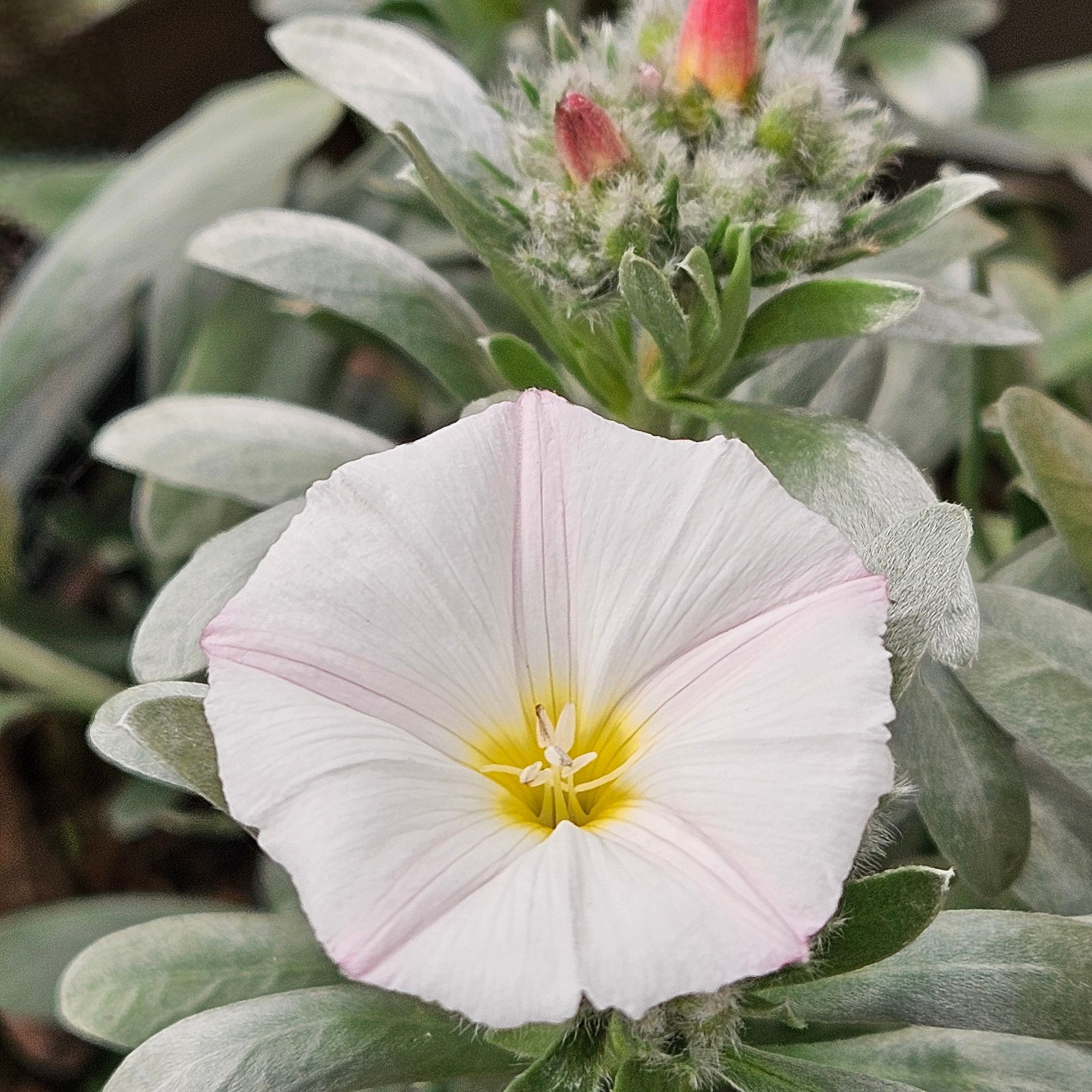silverbush plant