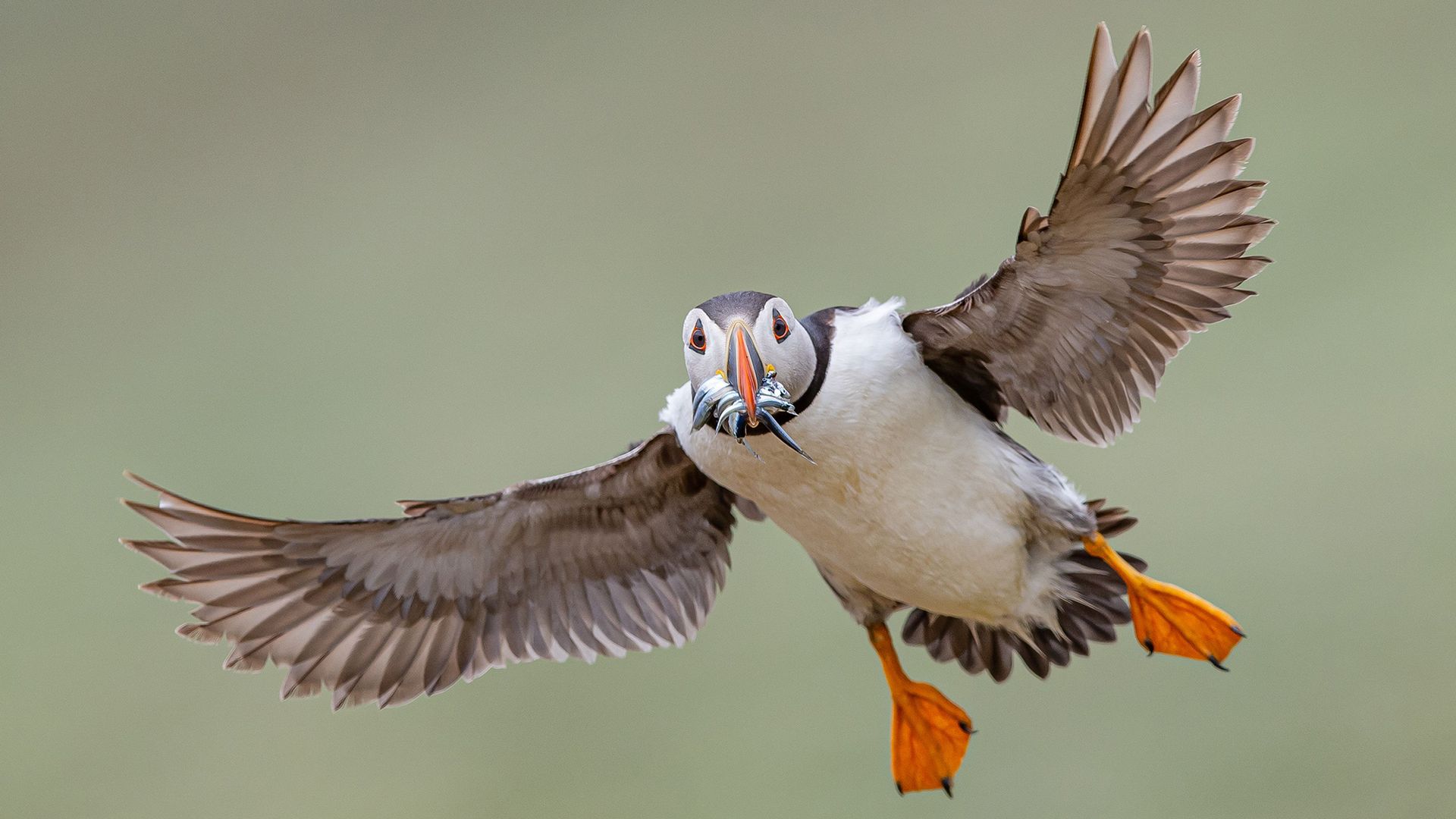 
                                An Atlantic puffin with a mouthful of sand eels lands on Skomer Island, south west Wales, United Kingdom
                            
