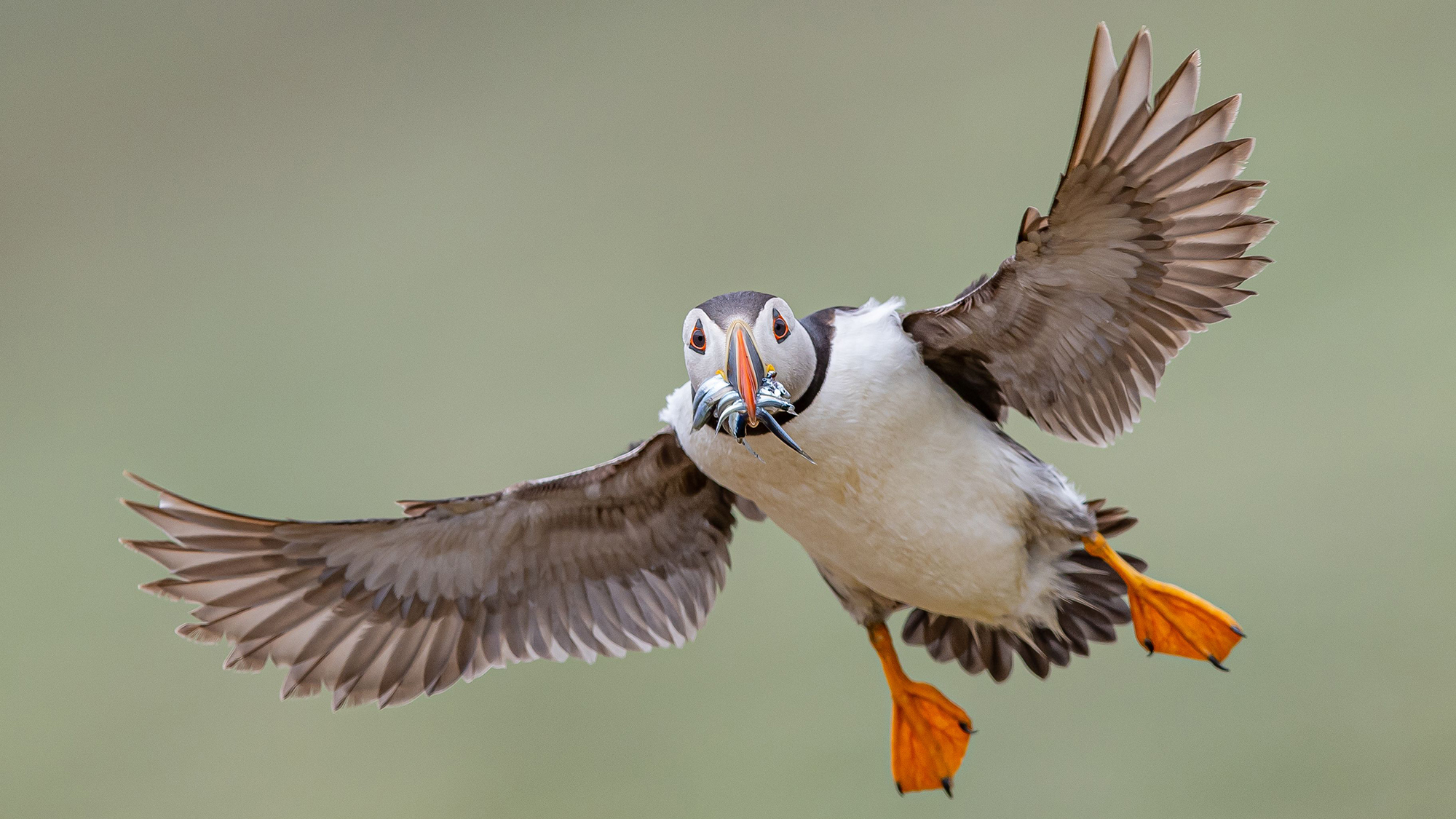 An Atlantic puffin with a mouthful of sand eels lands on Skomer Island, south west Wales, United Kingdom