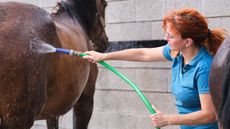 bathing a horse with shampoo for sensitive skin
