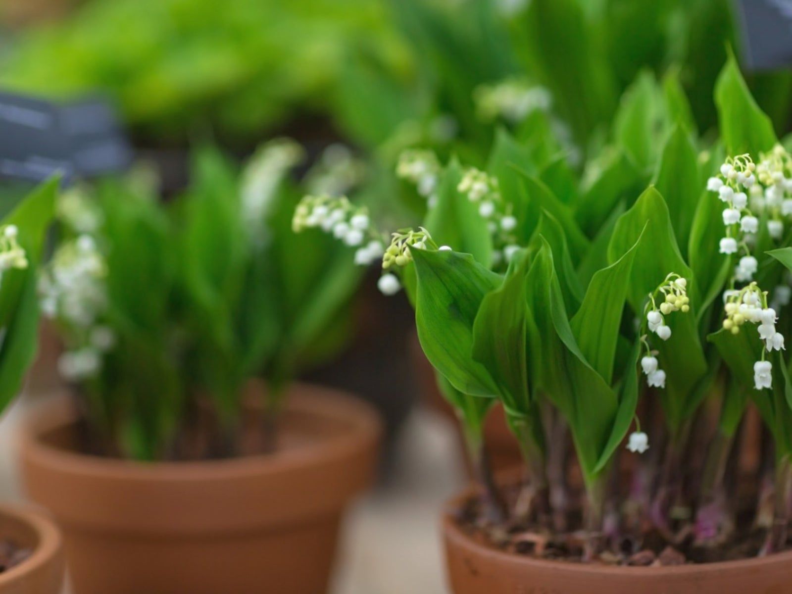 Growing Lily Of The Valley In Pots - Lily Of The Valley Container Care |  Gardening Know How, image size:1600x1200