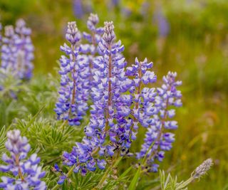 Purple lupine flowers growing on a grassy hill in the wild