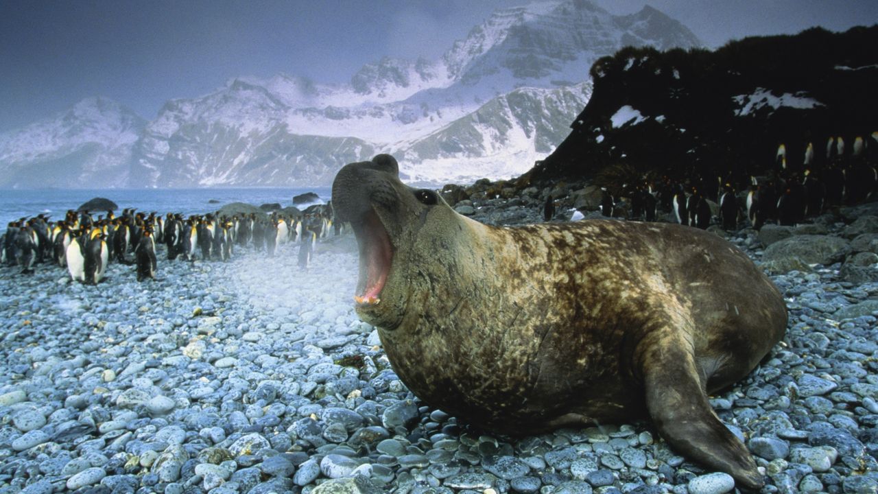 an elephant seal roars in front of a flock of penguins