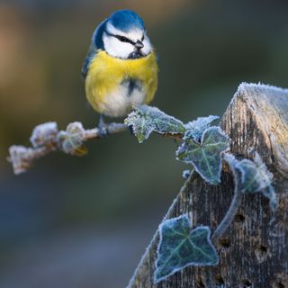 A blue tit perched on frozen ivy in a garden