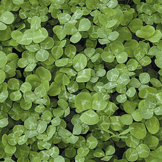 White clover green manure close up