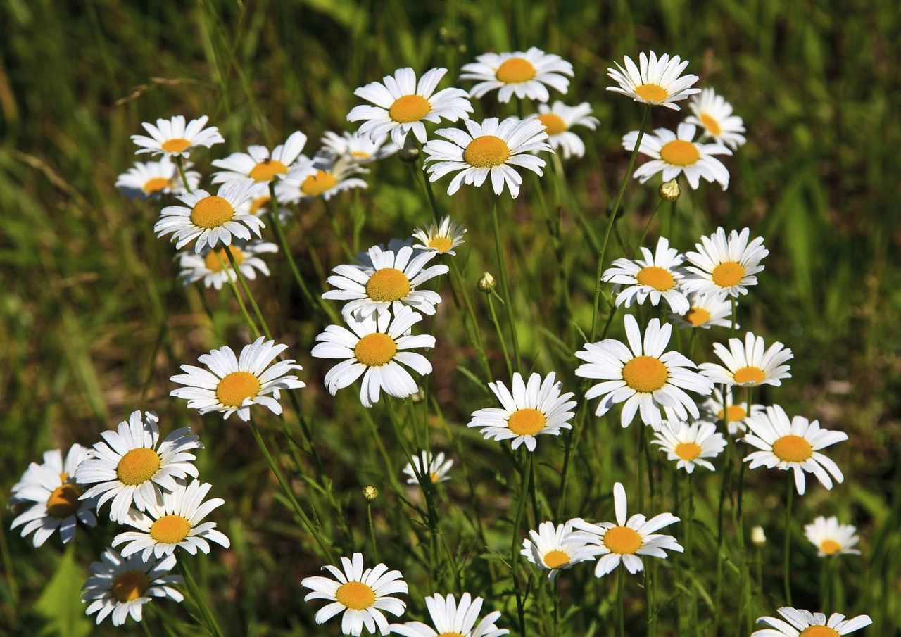 Shasta Daisy Plants