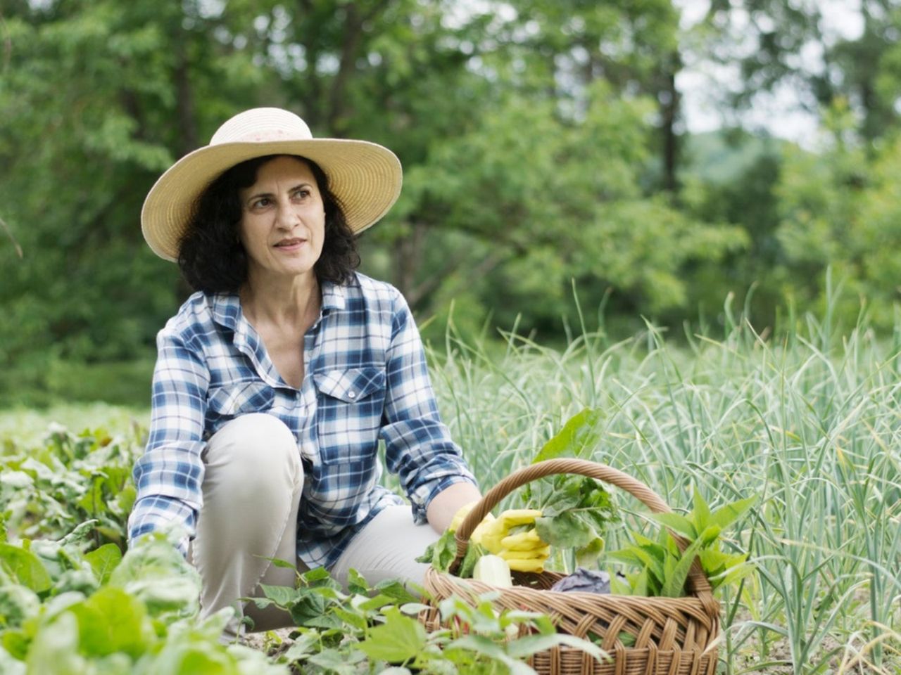 Gardener Picking Vegetables From The Garden