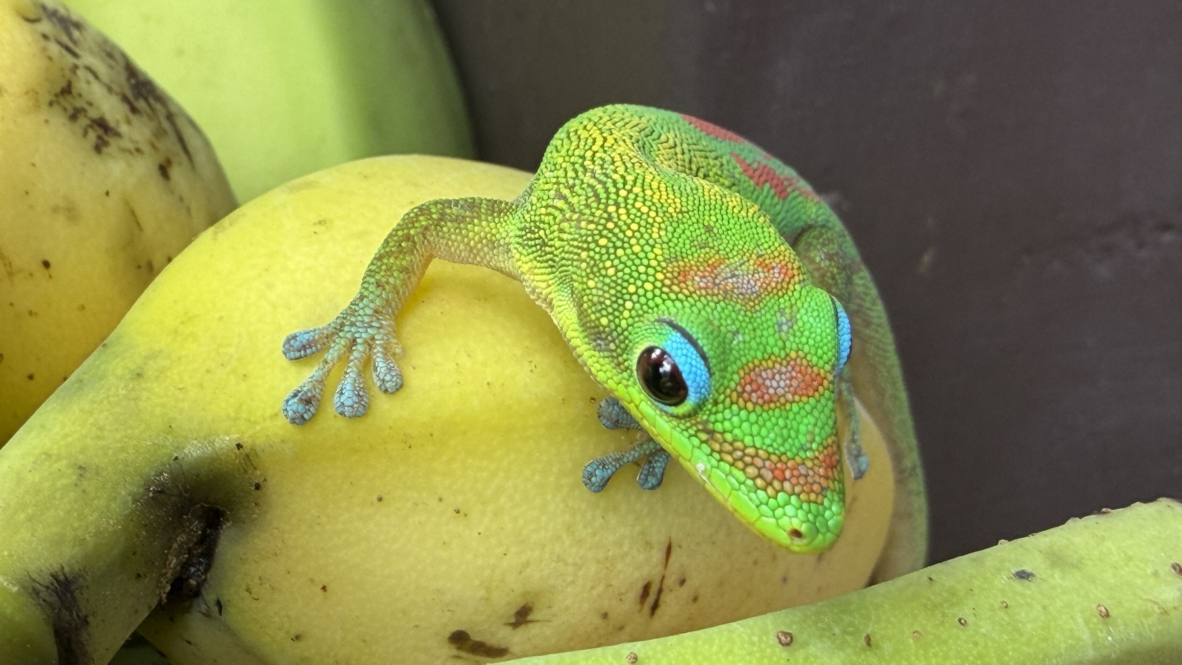 Camera image samples taken with an iPhone 17 Pro Max