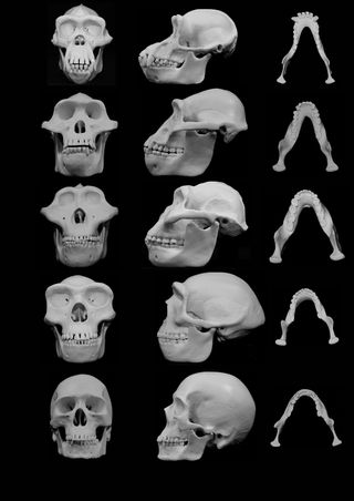 Minimizing harm from punches may have directed the evolution of the human face.