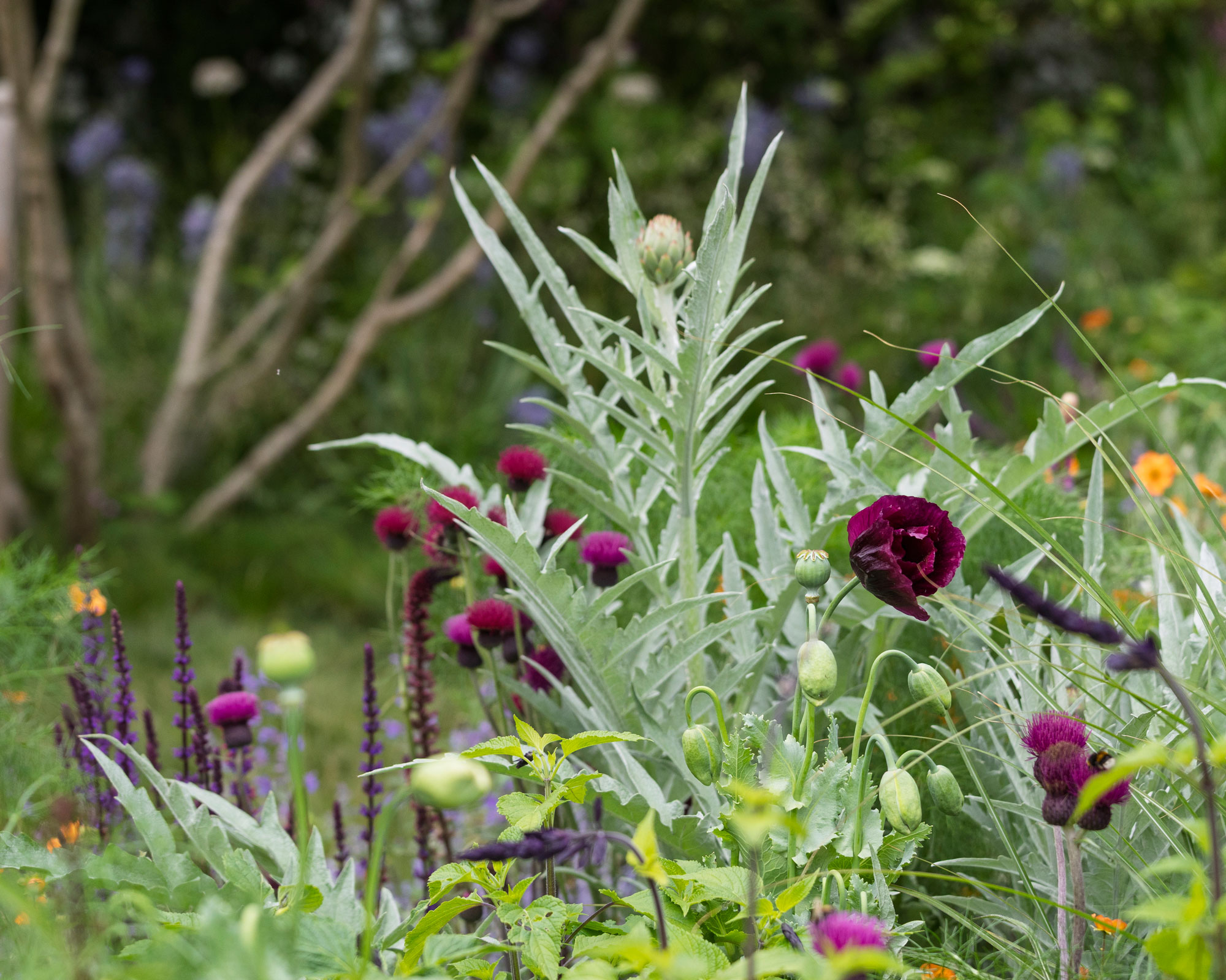 border design with a sculptural globe artichoke, poppies, salvai and plume thistles