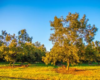 Rows of pecan trees on a Pecan Tree Orchard