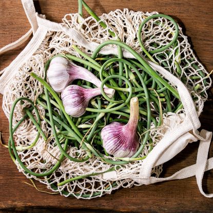 Garlic bulbs and garlic scapes in mesh grocery bag on wooden counter