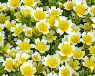 Poached egg plant Limnanthes douglasii