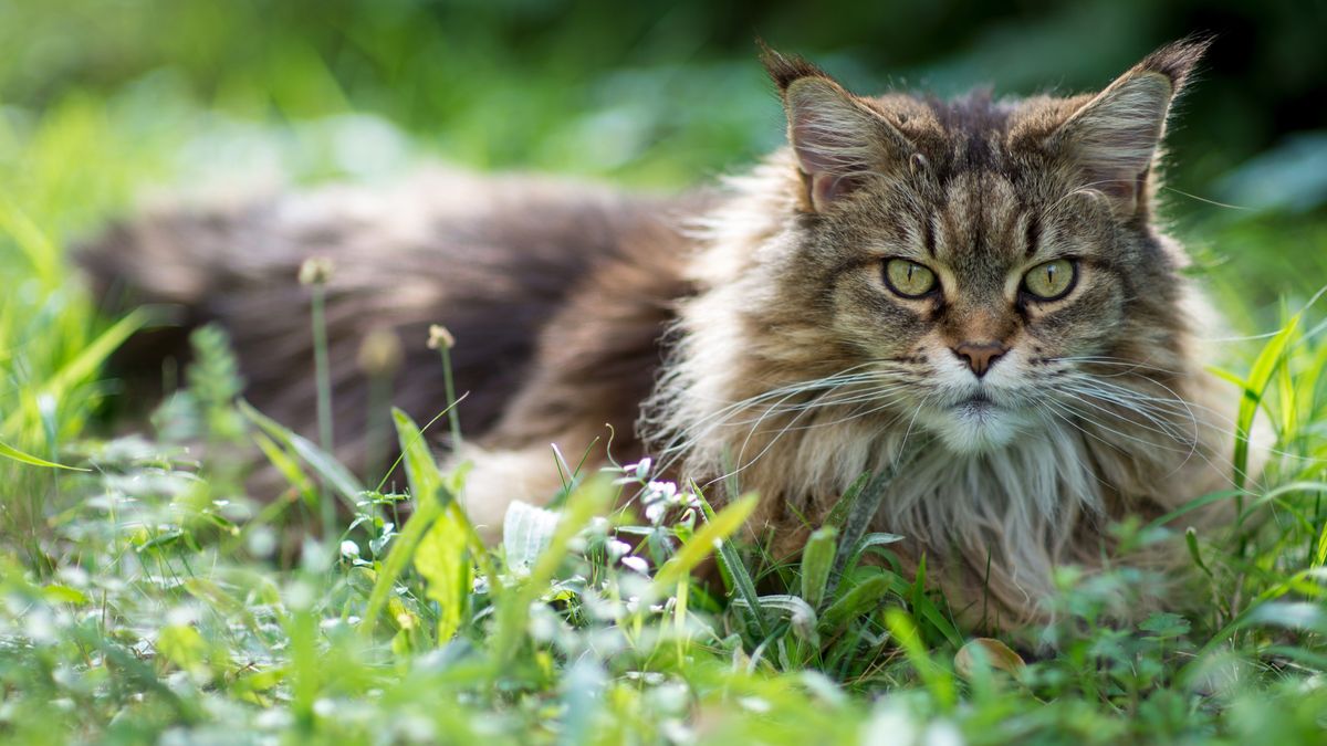 Maine coon cat lying in the grass 