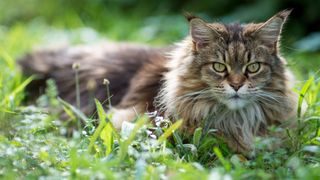 Maine coon cat lying in the grass 