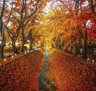bright orange trees in a row with a path down the middle