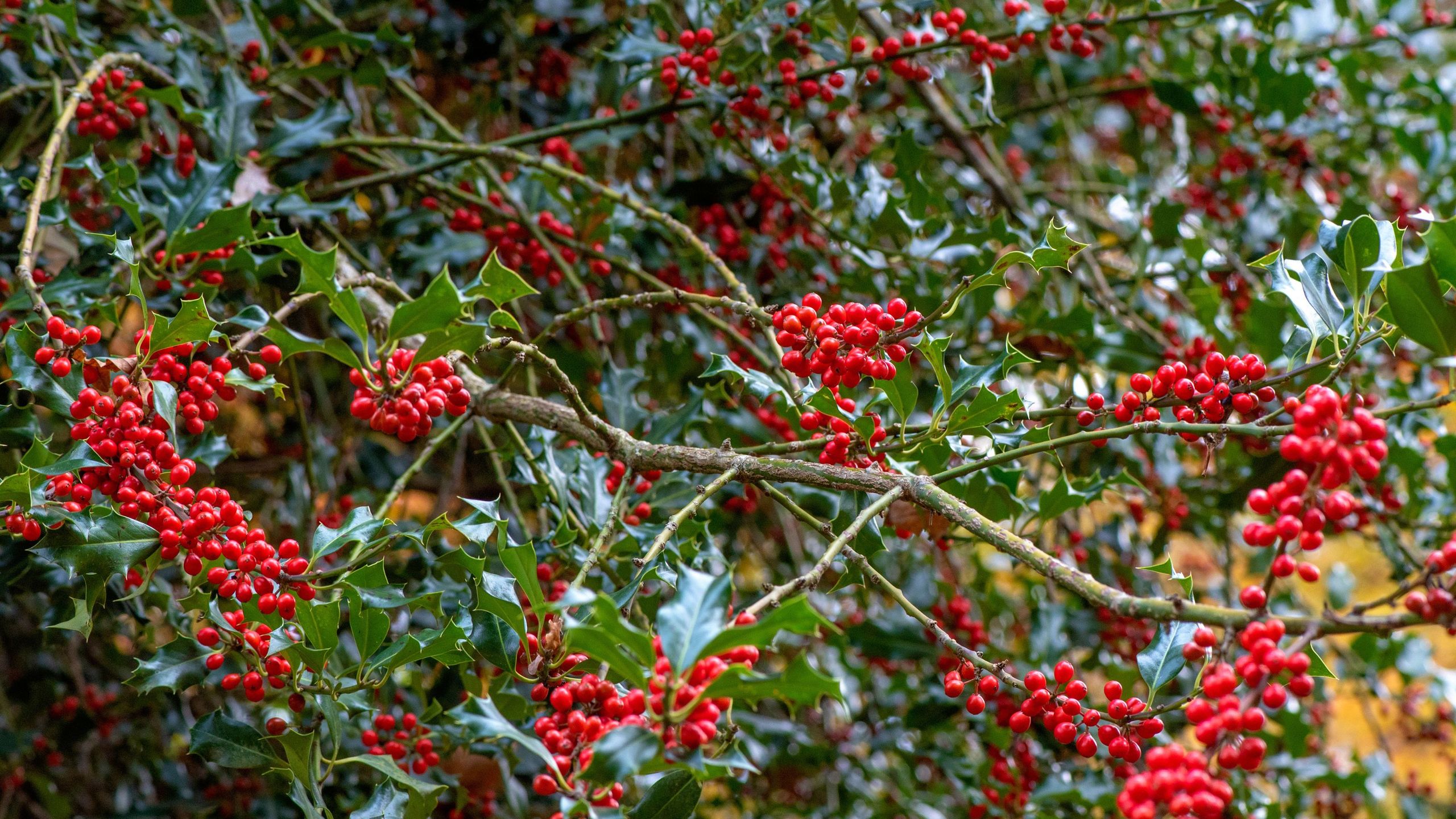 When to prune holly bushes to keep them healthy and controlled | Ideal Home