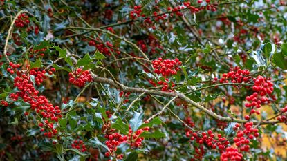 Holly bushes filled with red berries in the winter