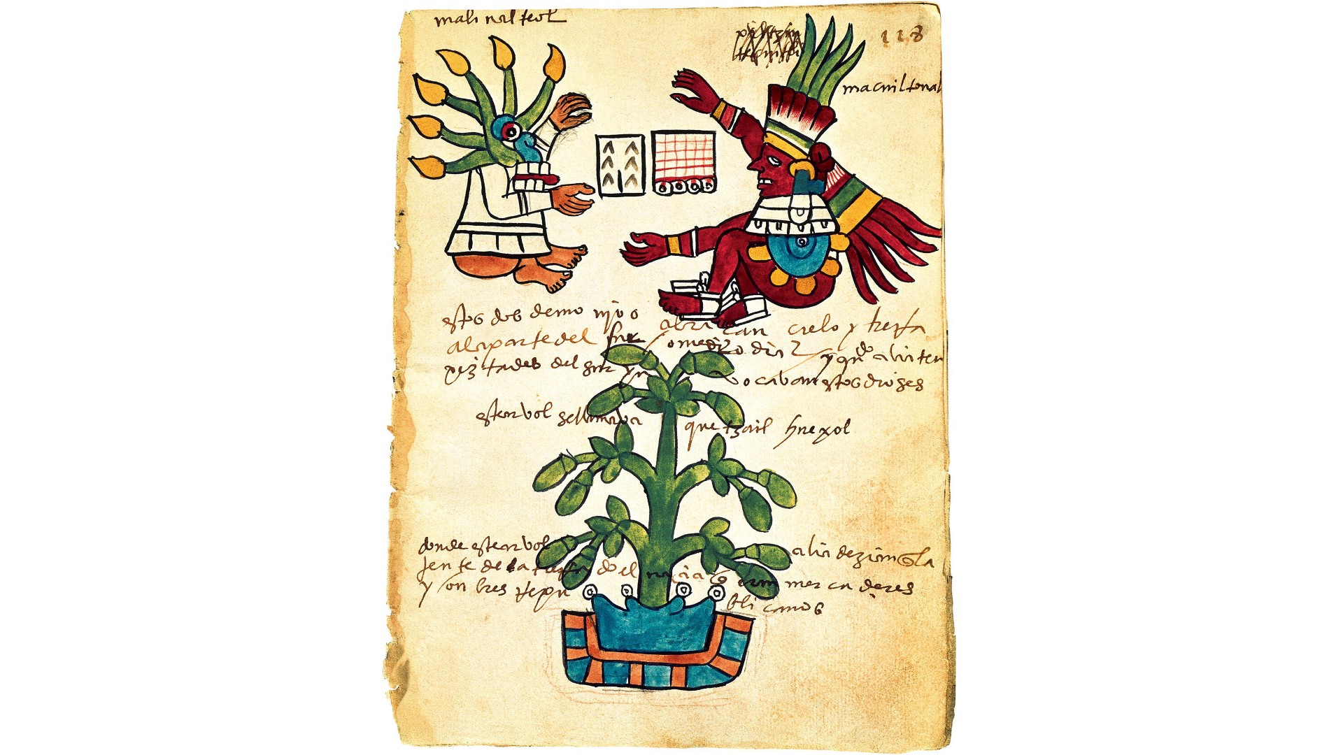 Arte precolombino de un árbol de cacao del Códice Tudela, 1553.