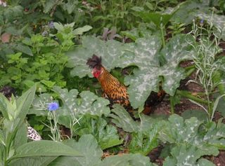 Chickens in leaves