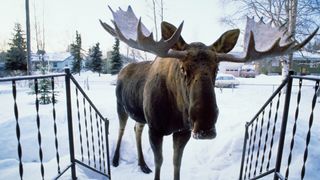 A moose standing on a doorstep