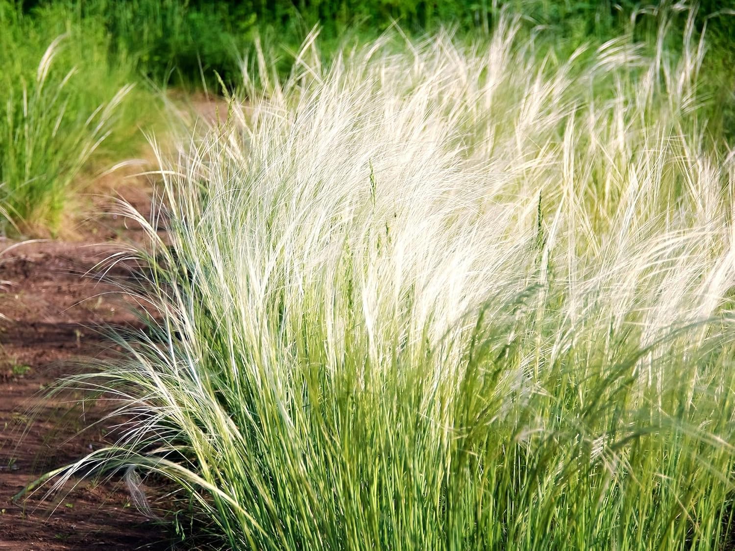 Greenwood Nursery: Live Ornamental Grasses - Mexican Feather Grass + Nassella Tenuissima - [qty: 2x Pint Pots] - (click for Other Available Plants/quantities)