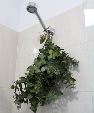 Eucalyptus shower bundle