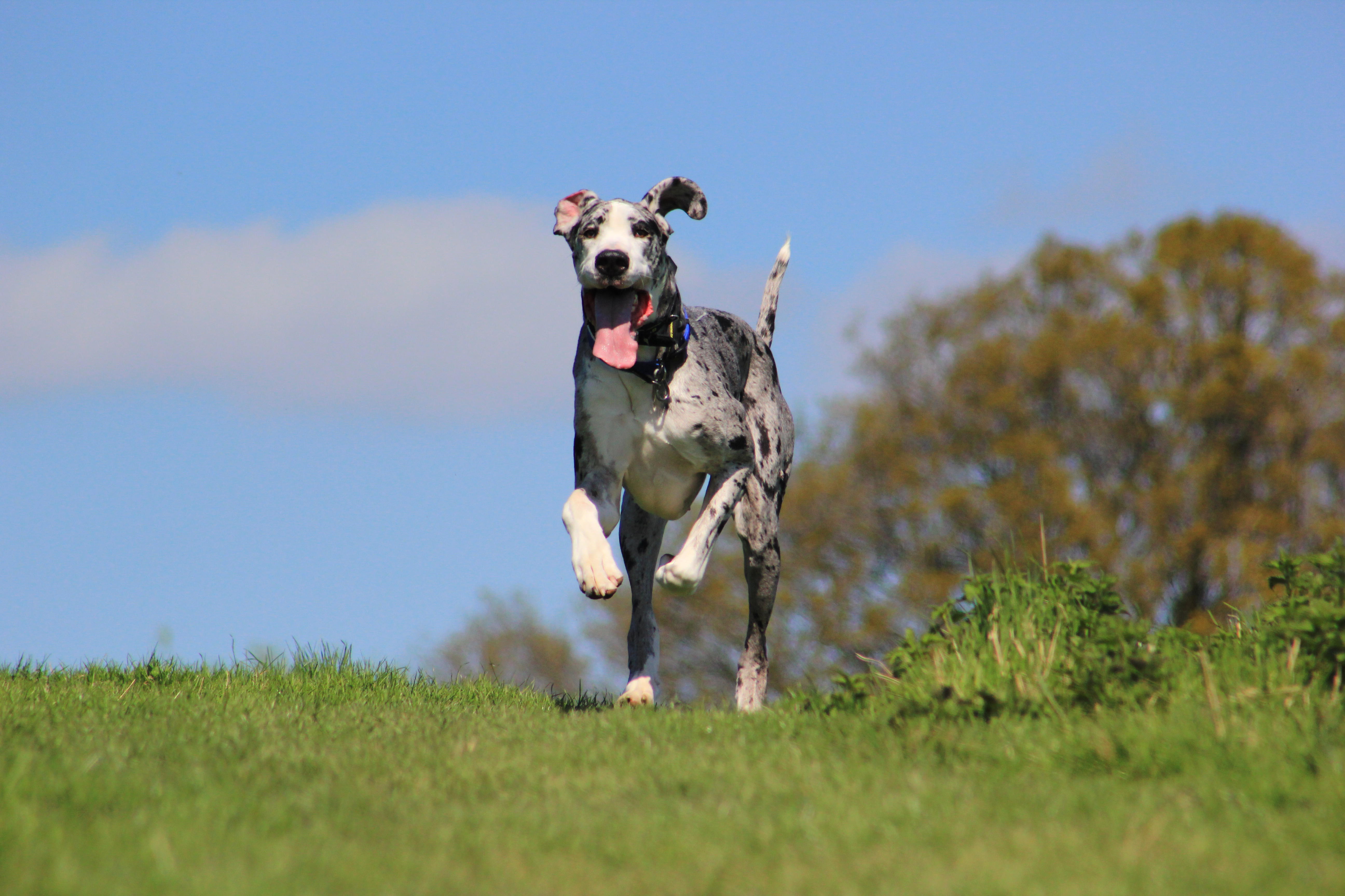 A harlequin Great Dane runs joyfully across a grassy hill, tongue lolling and ears flapping, against a clear blue sky and autumn trees.