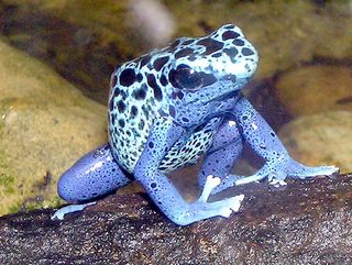 blue poison dart frog