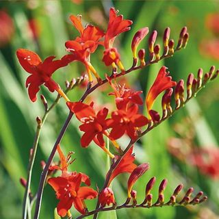 red crocosmia flowers